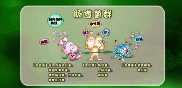 肠道菌群紊乱吃什么药效果好,肠道菌群