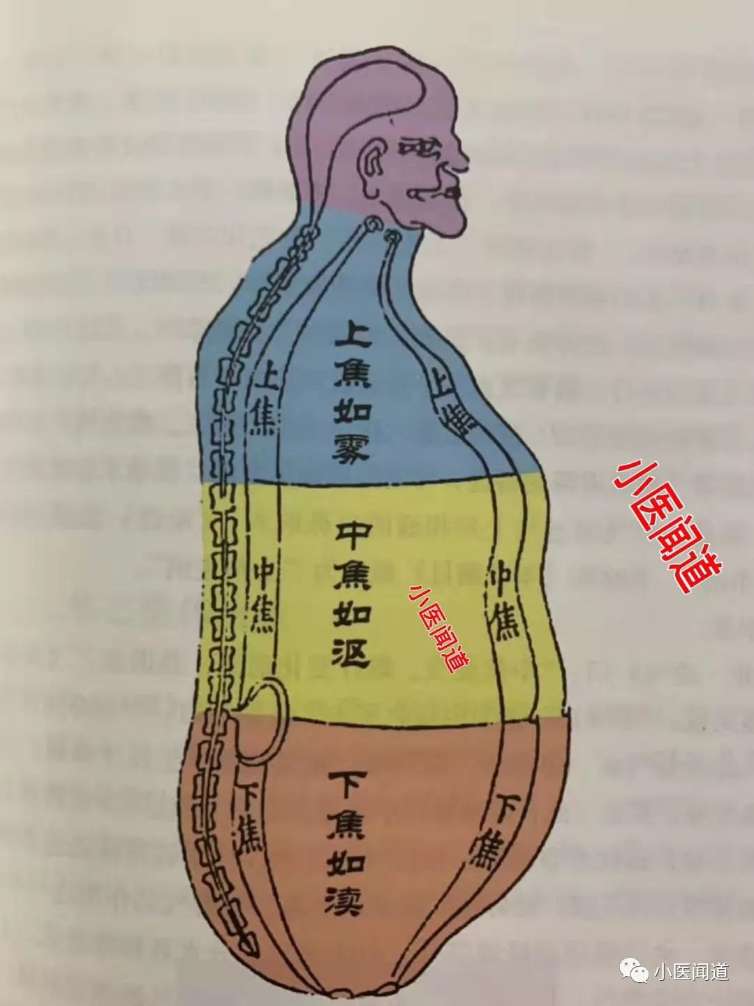 三焦三焦经的作用功效