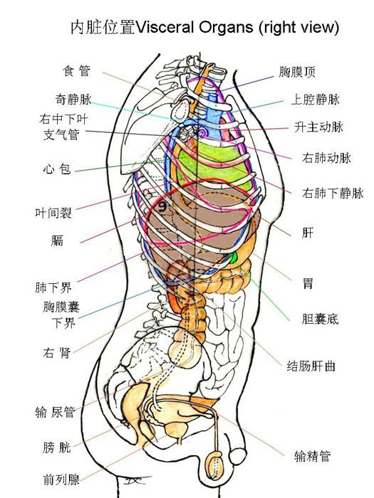 内脏图,内脏图片