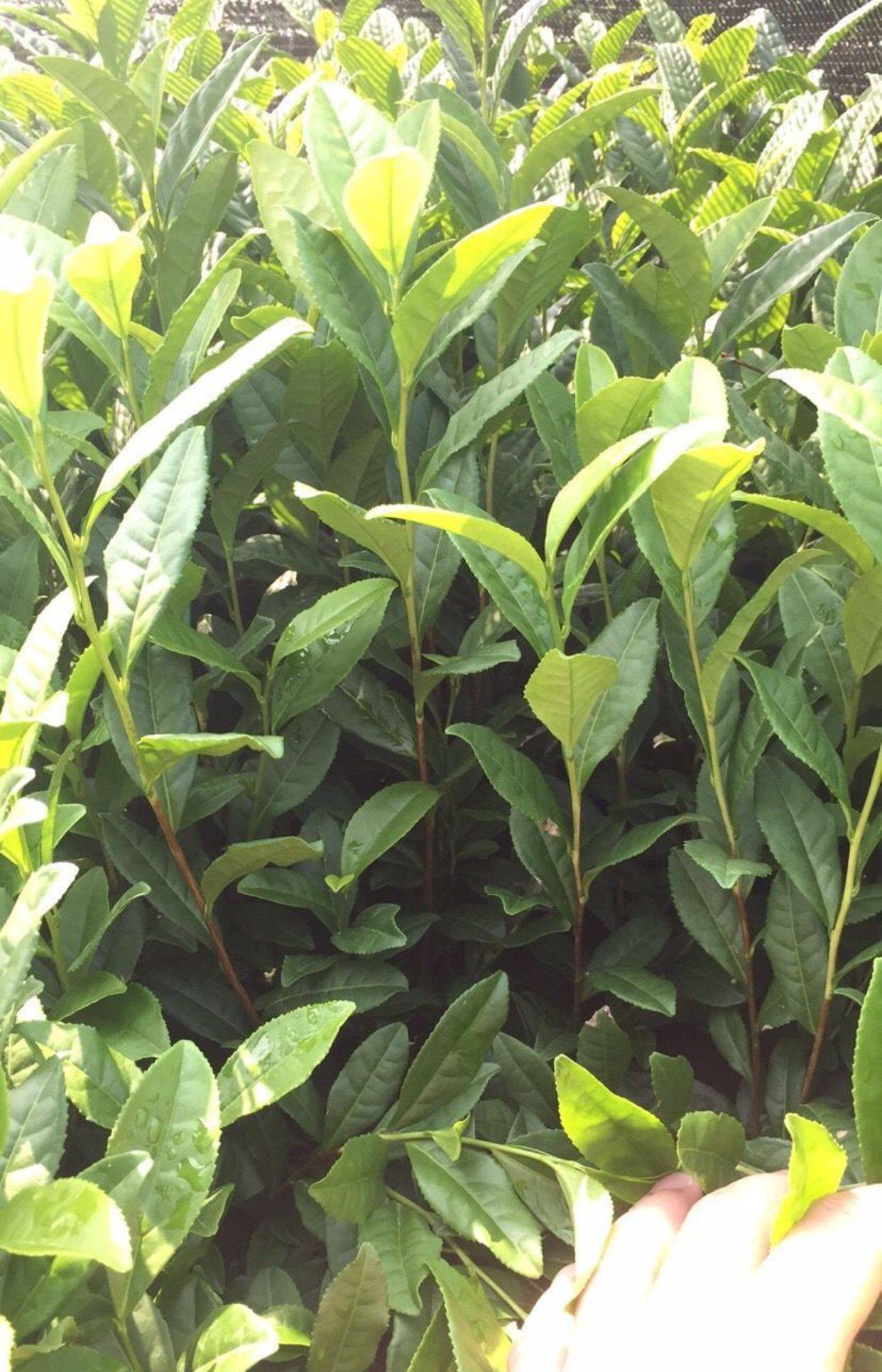茶苗批发茶苗批发价格