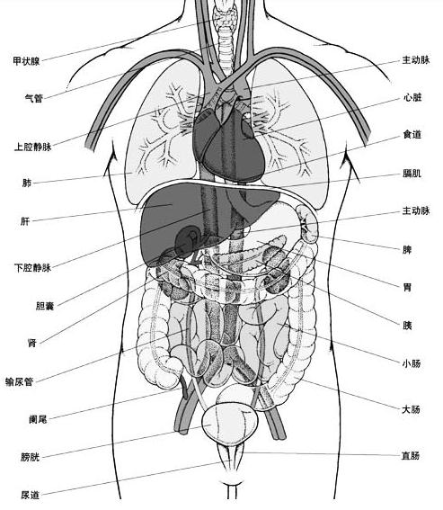 女性人体器官左下腹疼女性人体器官分布图