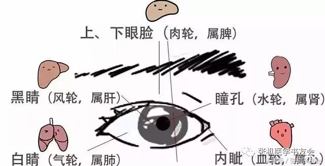 眼诊图解倪海厦倪海厦眼诊图解大全清晰图