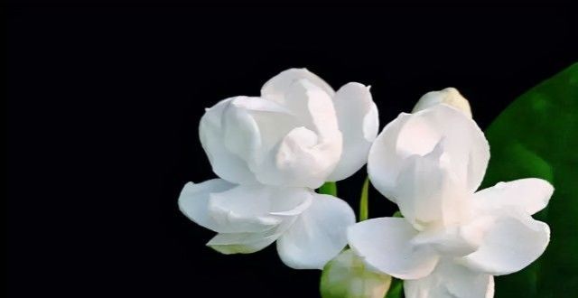 花期养生,花期养生官网