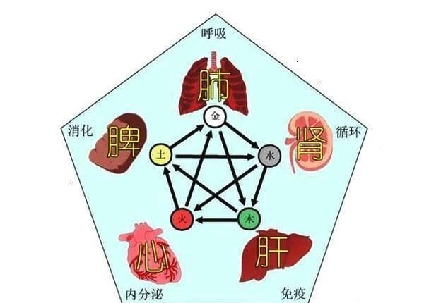 人体五脏,人体五脏六腑的功能和作用图