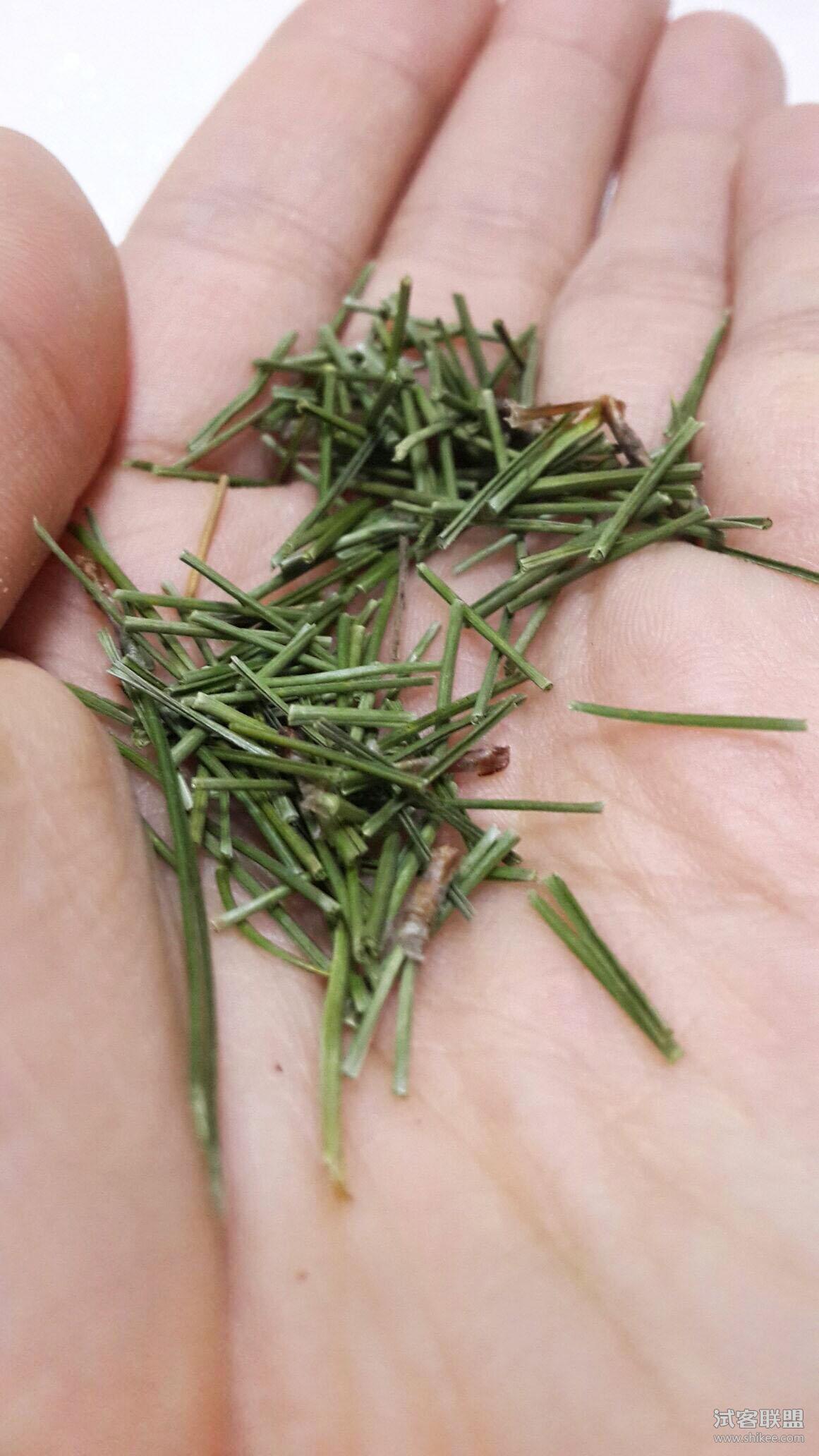 松针茶的功效与作用及禁忌,松针茶