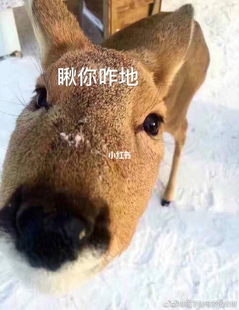 减肥英语减肥英语put