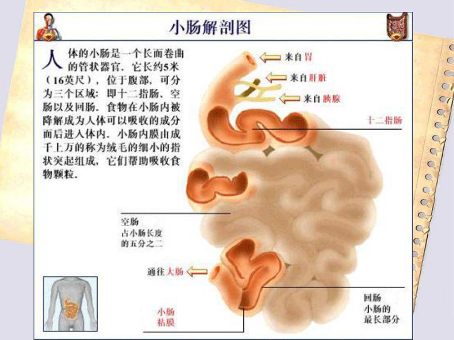 小肠小肠癌