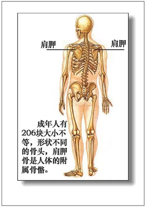 器官分布图背部,器官分布