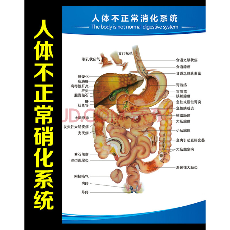 人体内脏分布,人体内脏