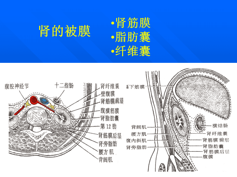 腹膜后,腹膜后淋巴结肿大是什么意思