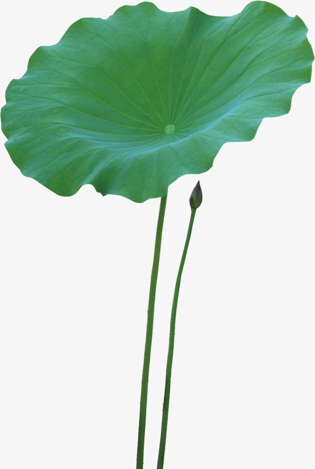荷叶,荷叶母亲