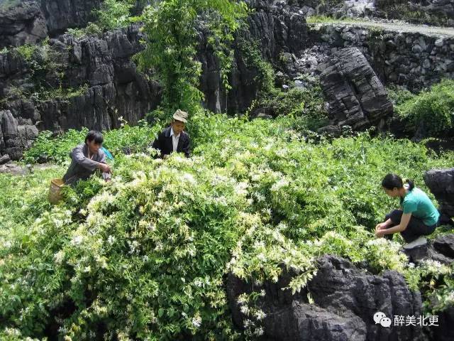 广西金银花产地在哪里啊广西金银花产地在哪里