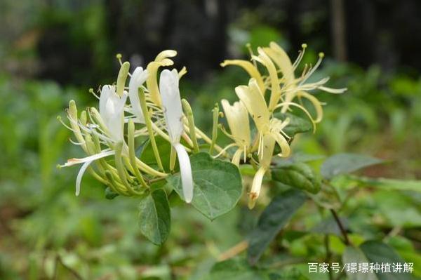 金银花的种植及适应环境金银花种植条件气候