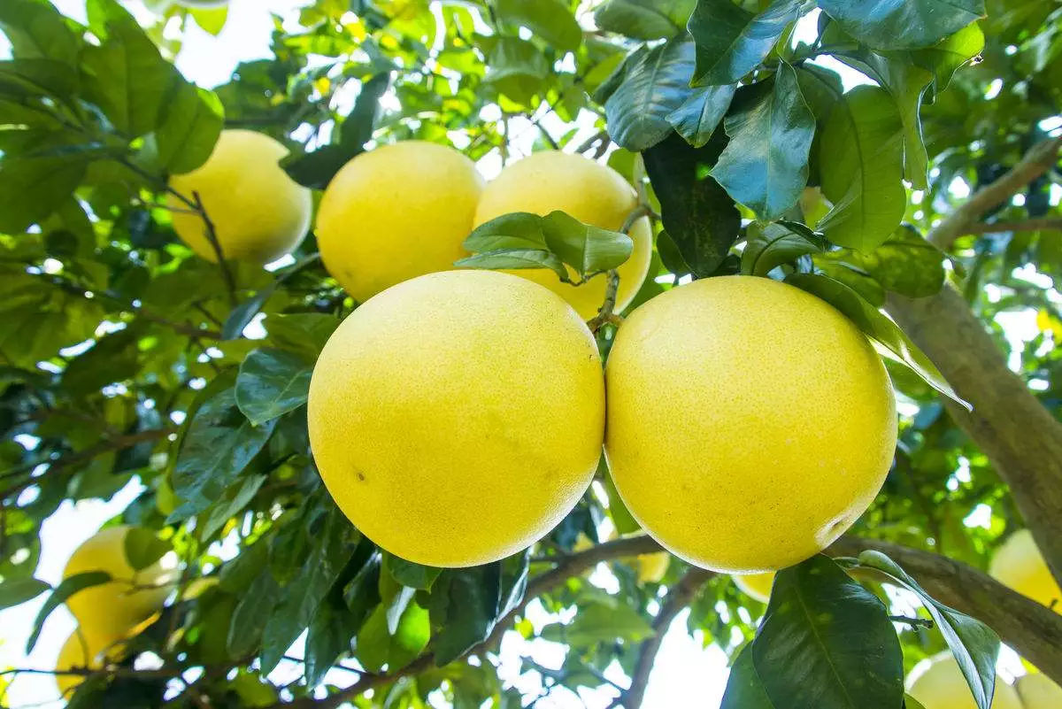 柚子皮可以去除甲醛吗,央视公认除甲醛最好的十大产品