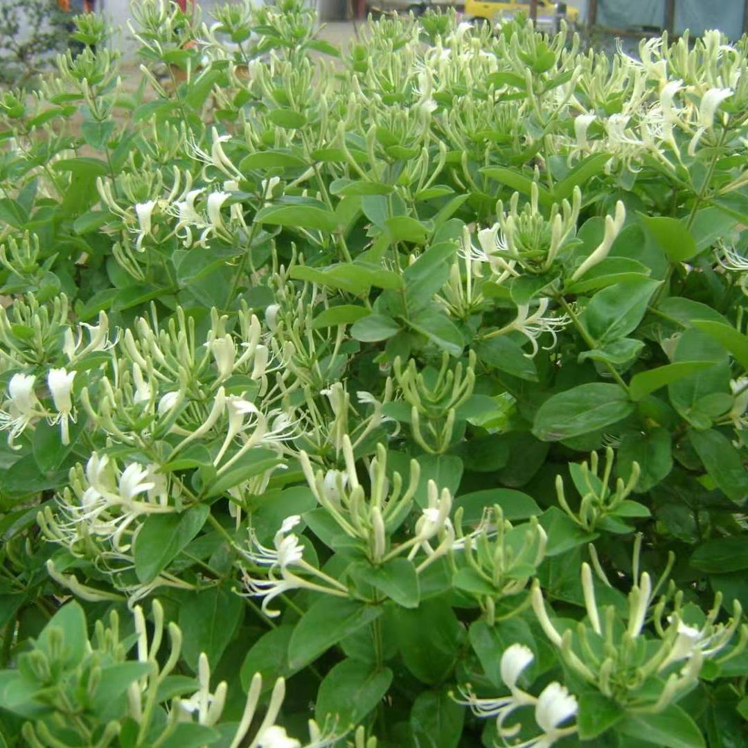 金银花种植技术与栽培管理视频教程,金银花种植技术与栽培管理视频教程大全