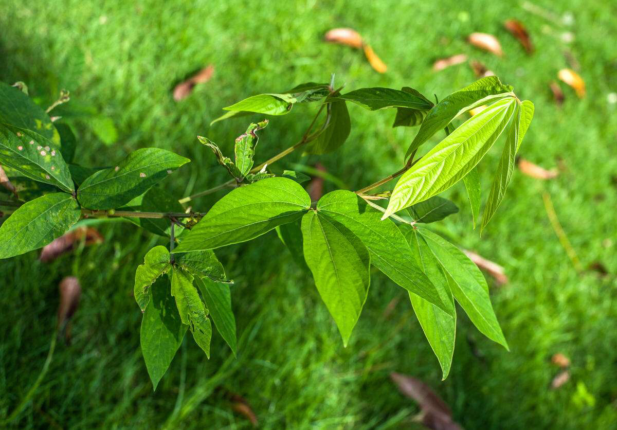 植物药材,植物药材大全名称及图片