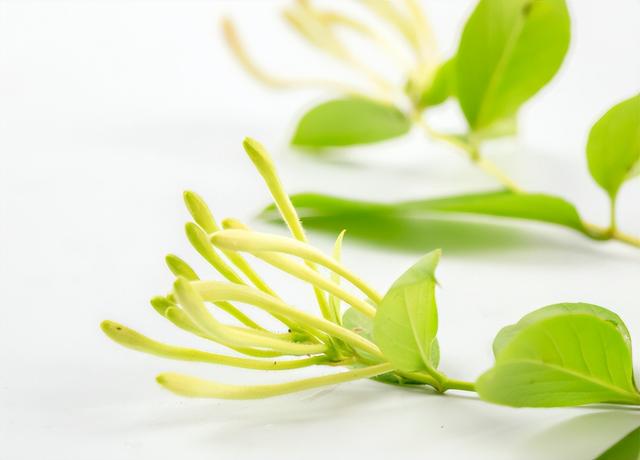 金银花的花朵为什么会变色这是为了金银花的花朵为了什么为什么会变色