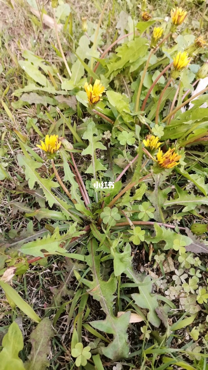 炒过的蒲公英根的功效与作用,蒲公英根的功效与作用