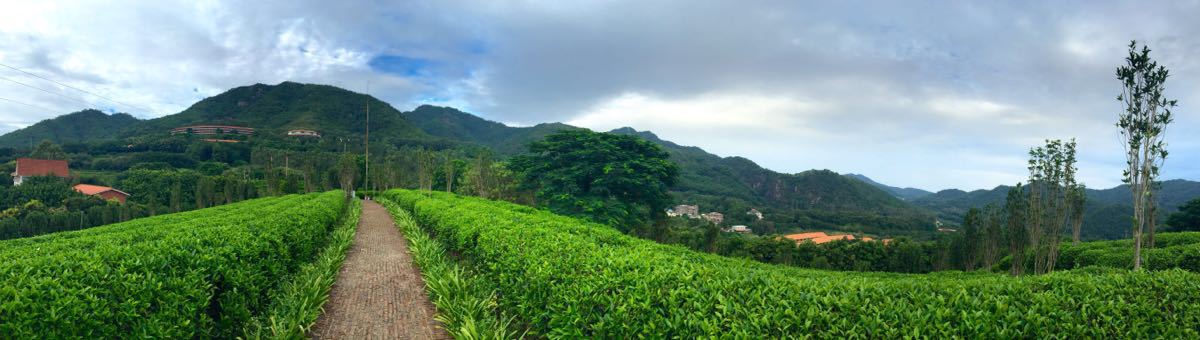 雁南飞茶田度假村经营模式雁南飞茶田