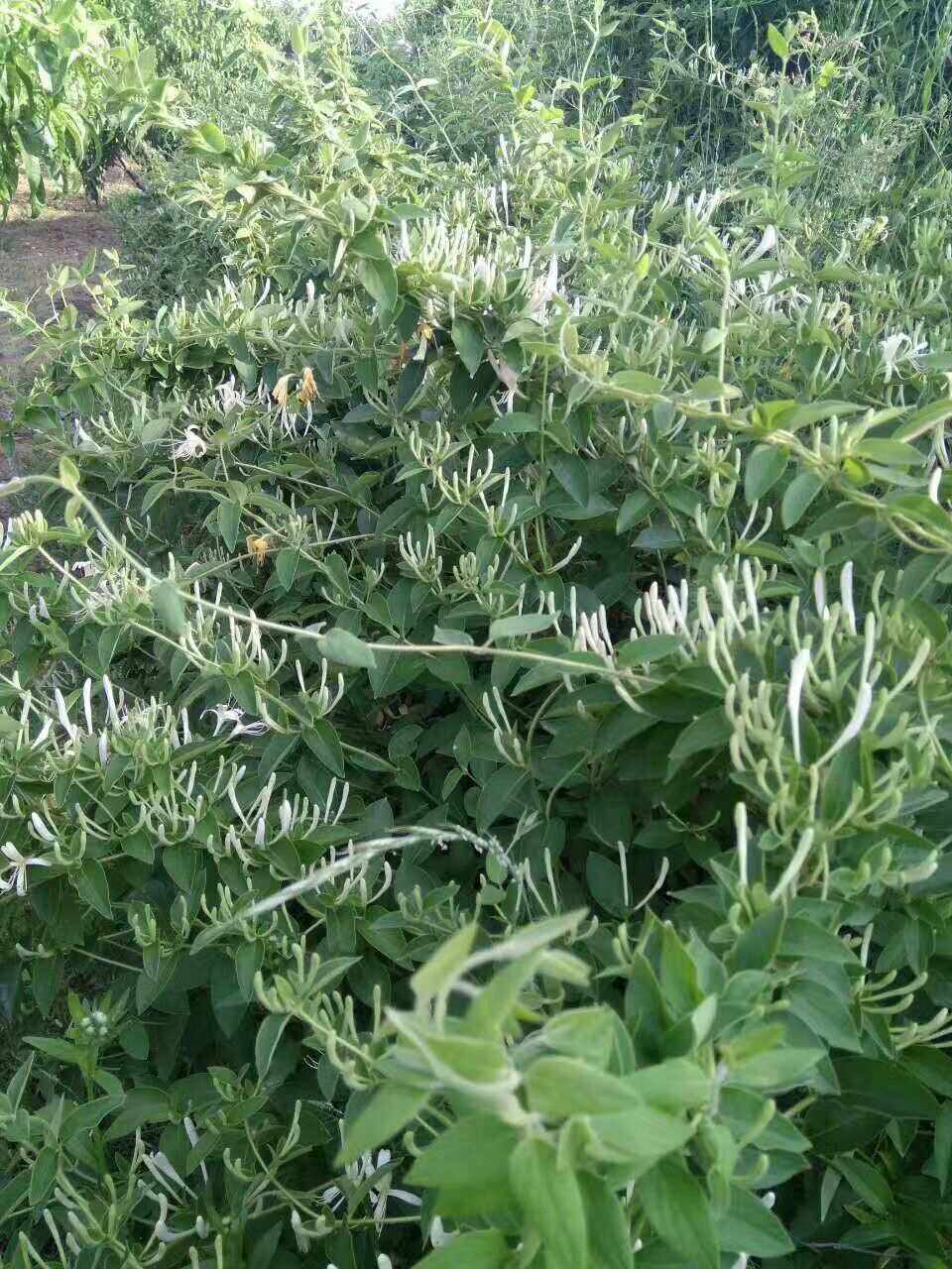 金银花怎么种植和管理,金银花怎么种植和管理老花医