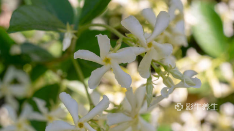 代代花的功效与作用与主治,代代花的功效与作用