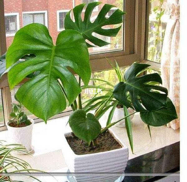 什么植物吸甲醛效果最好?,那种植物吸甲醛效果好