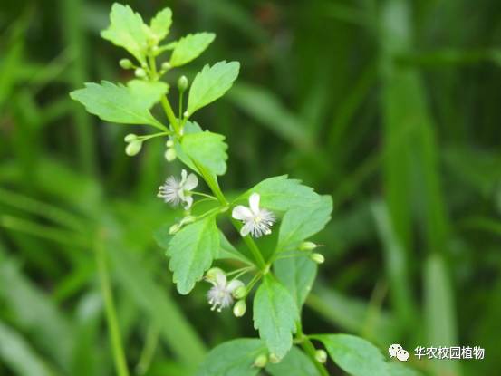 野甘草野生甘草图片大全