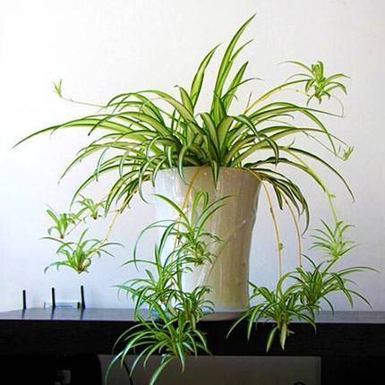 什么植物吸收甲醛,哪些植物可以除甲醛净化空气