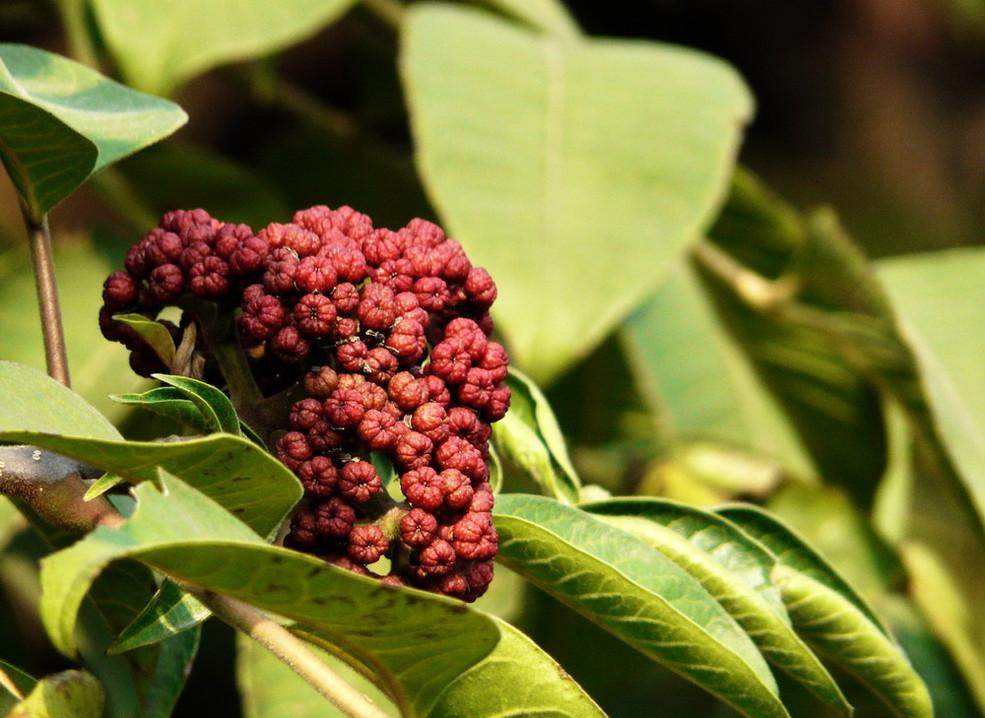 吴茱萸的功效与作用吴茱萸的功效与作用与主治