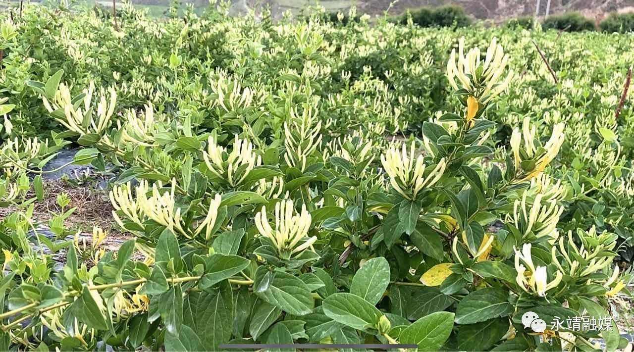 怎样种植金银花苗,怎样种植金银花