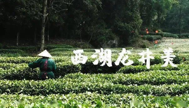 龙井茶原产地,龙井茶原产地在哪里