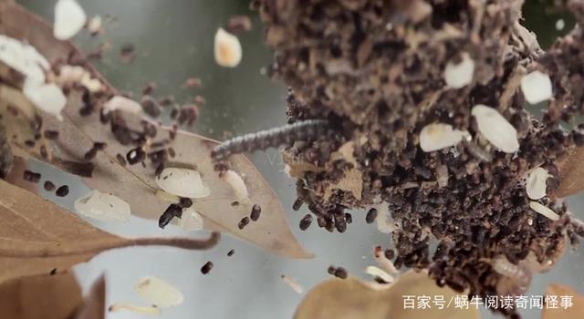 虫茶虫茶的简介