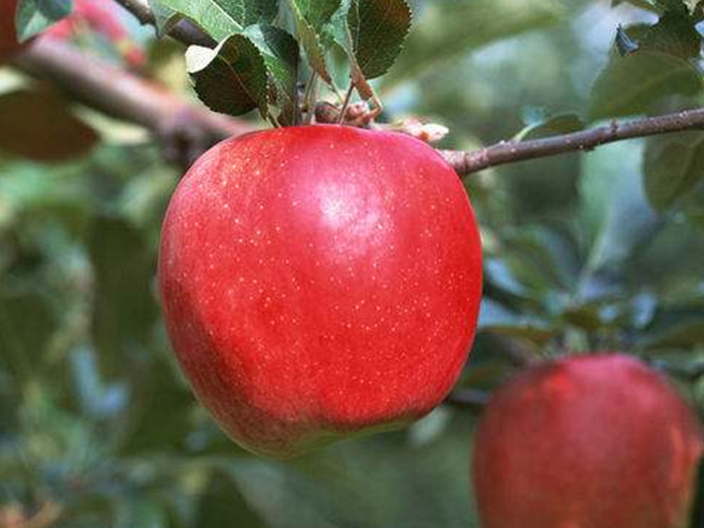 什么水果有助于消化,什么水果养肠胃