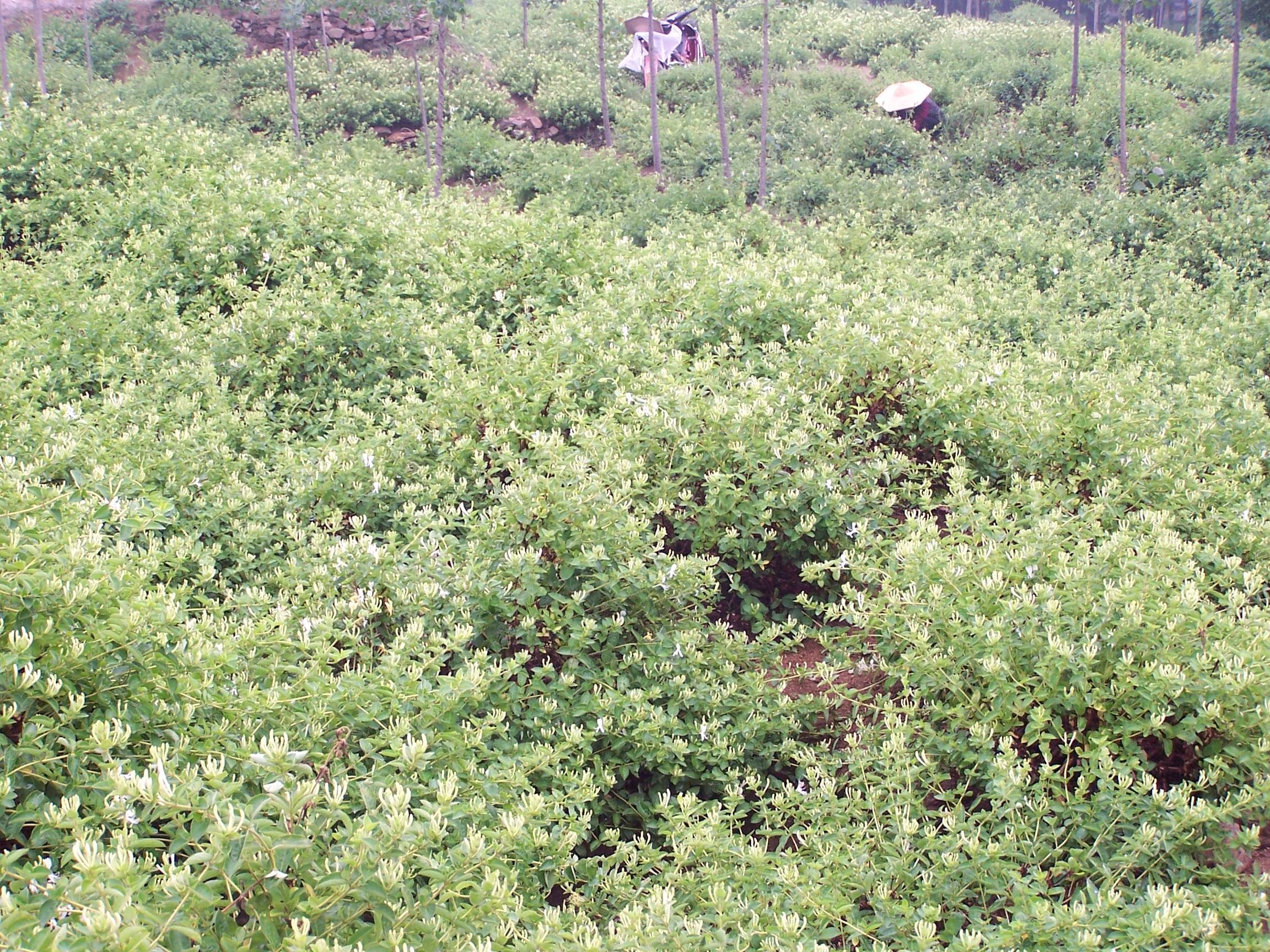 金银花主要产区金银花的产地在什么地方