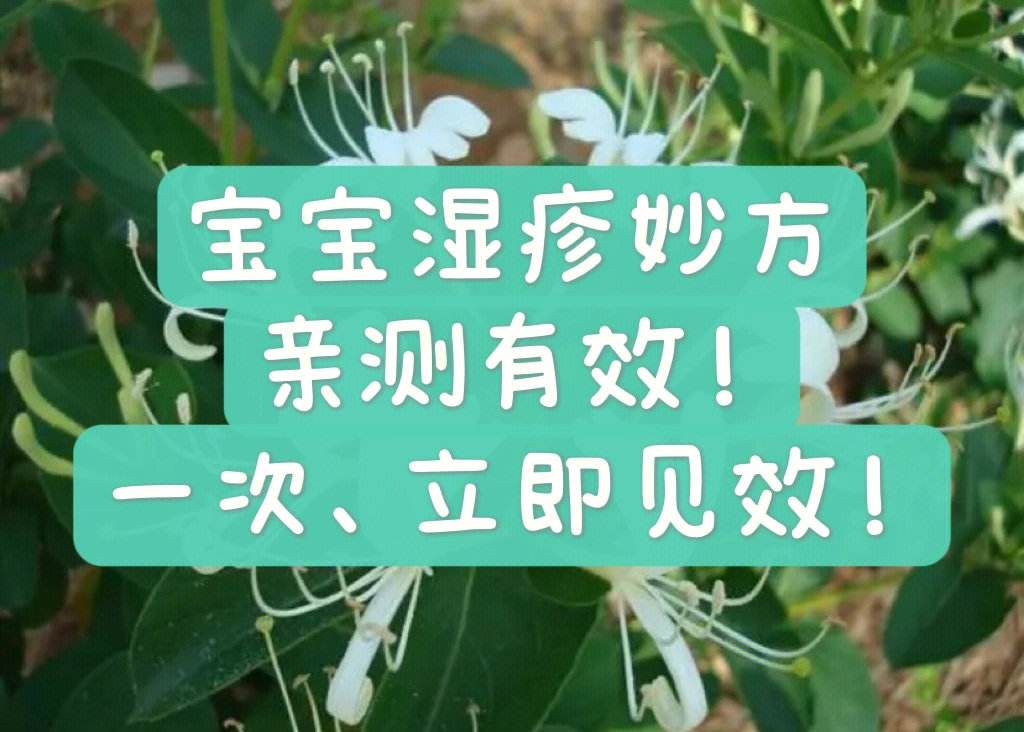 金银花水怎么煮治疗婴儿湿疹用干的还是鲜的,金银花水怎么煮治疗婴儿湿疹