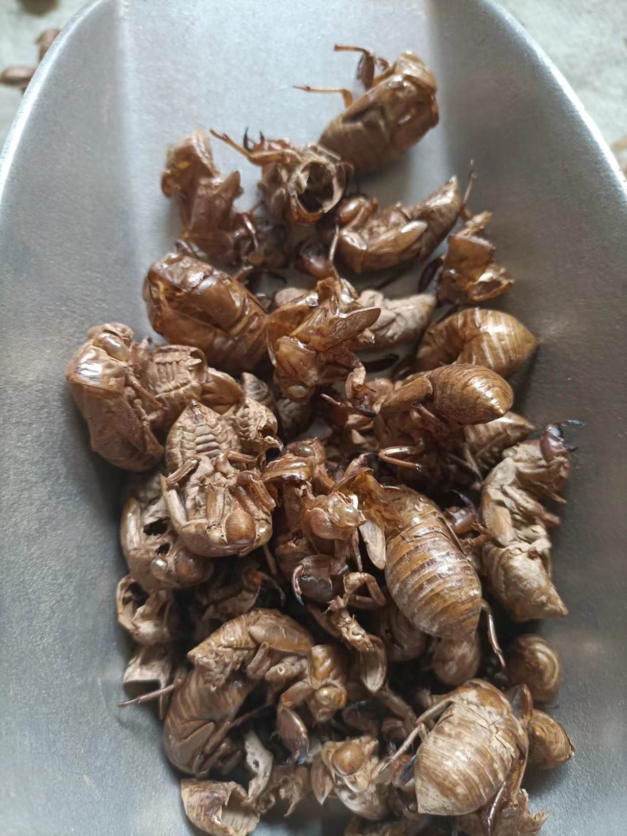 蝉蜕的功效与作用吃法蝉蜕的功效与作用