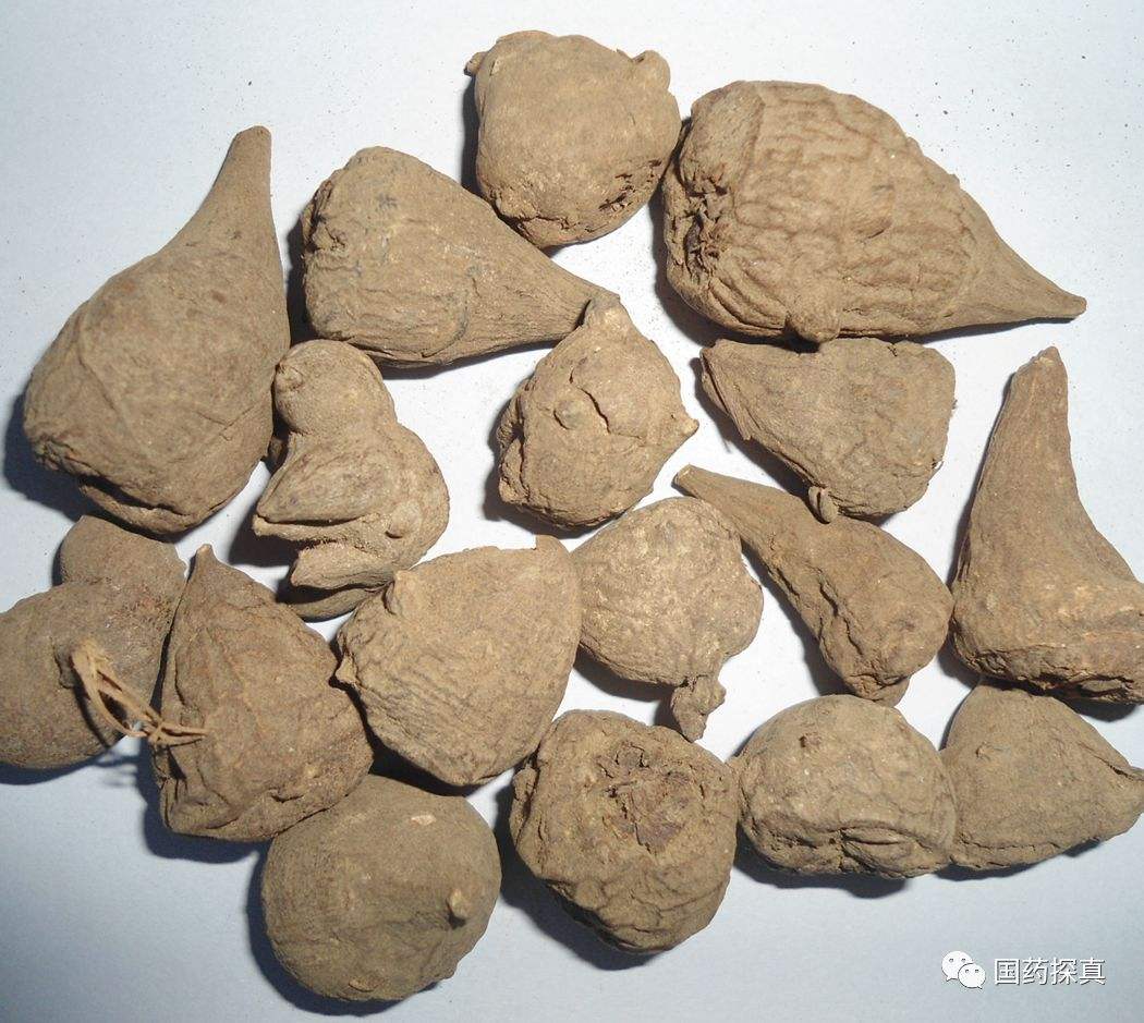 附子的功效与作用主要治什么病附子