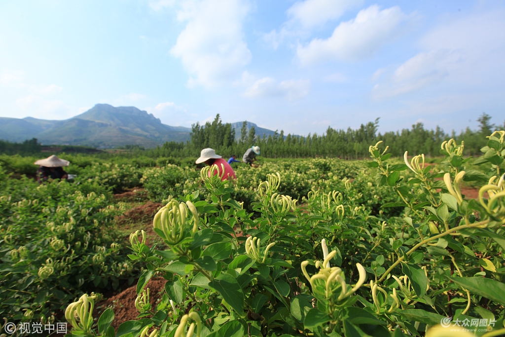 金银花基地金银花种植基地