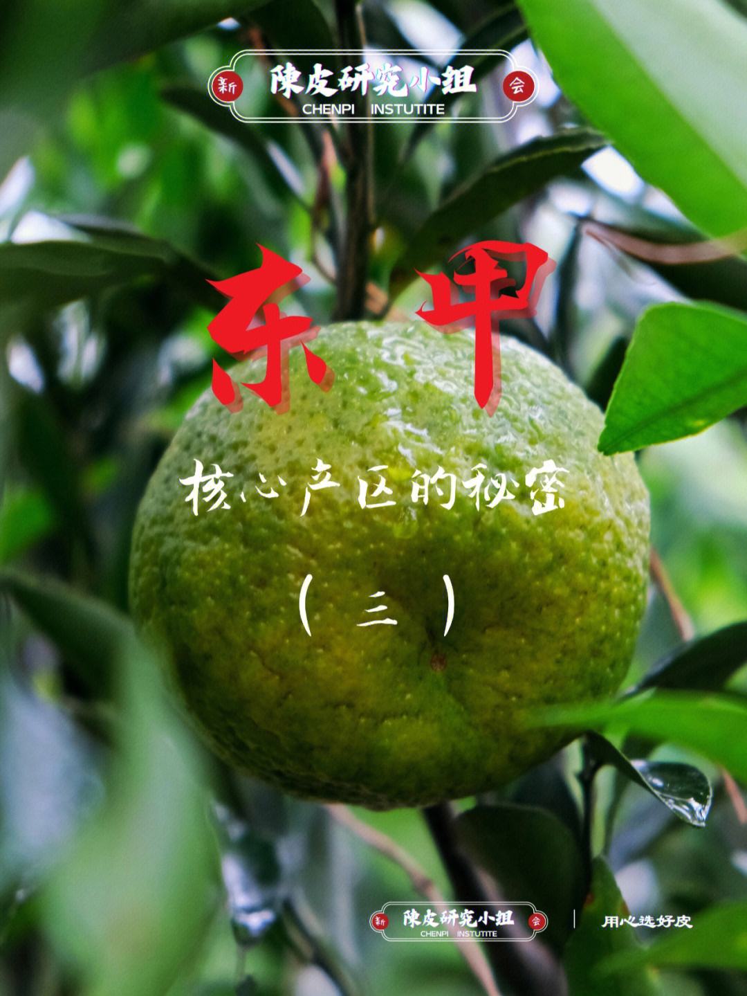 新会陈皮产区排名前十的品牌,2019年十大新会陈皮品牌排行榜