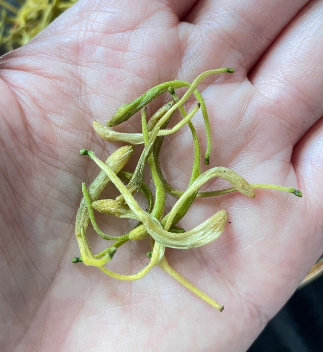 下厨房金银花免费阅读笔趣阁《下厨房》金银花原文下载