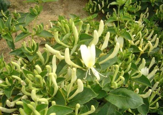 金银花品种介绍金银花品种介绍图片