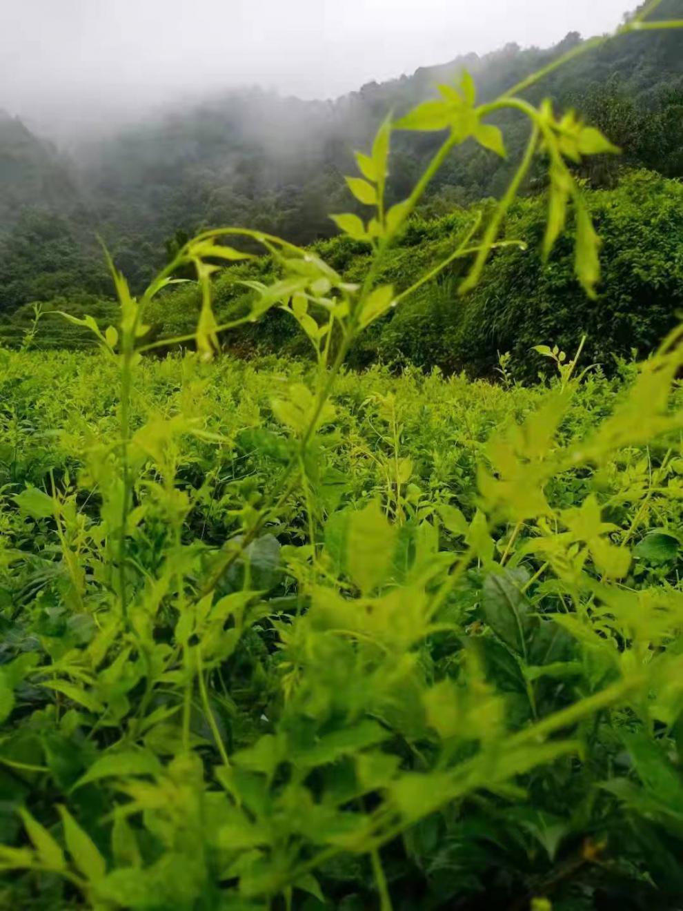 张家界茅岩莓茶集团张家界茅岩莓茶