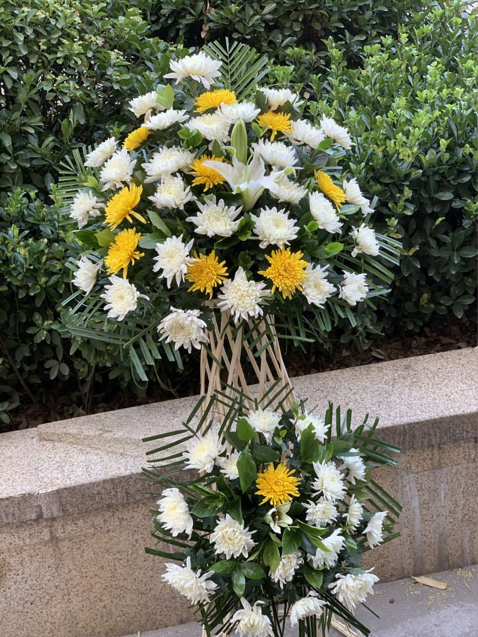 菊花花蓝菊花花蓝图片祭奠