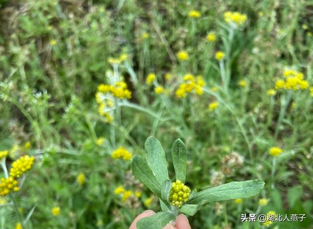 失眠最怕一种野菜直肠炎晚什幺最好,失眠最怕一种野菜