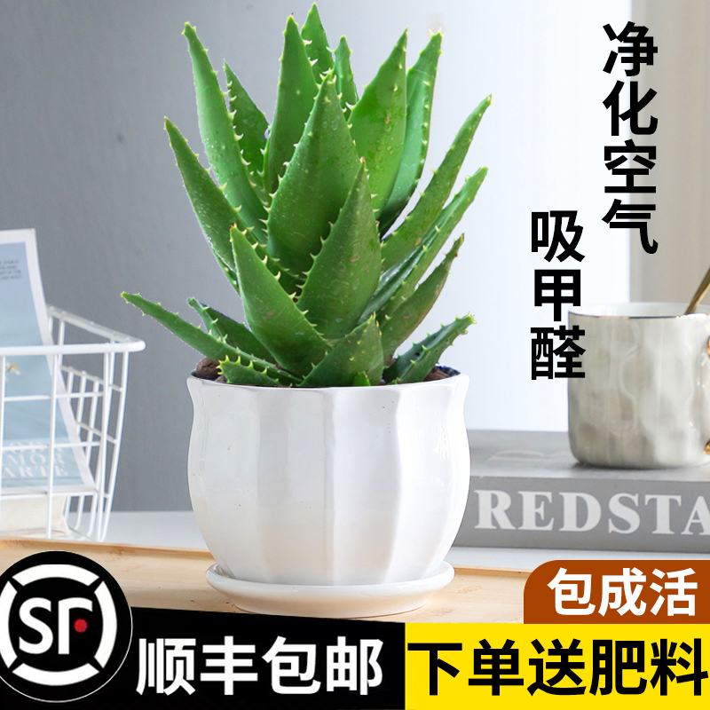除甲醛效果最好的植物,怎么除甲醛效果最好