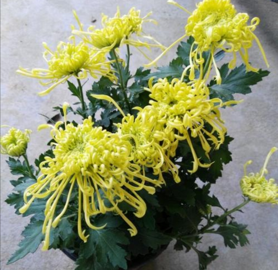 菊花几月份开花的季节菊花几月份开花