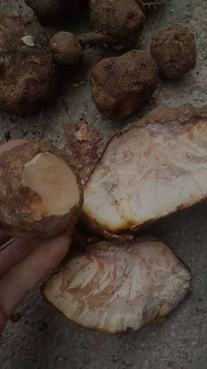 茯苓性能茯苓有什么特效