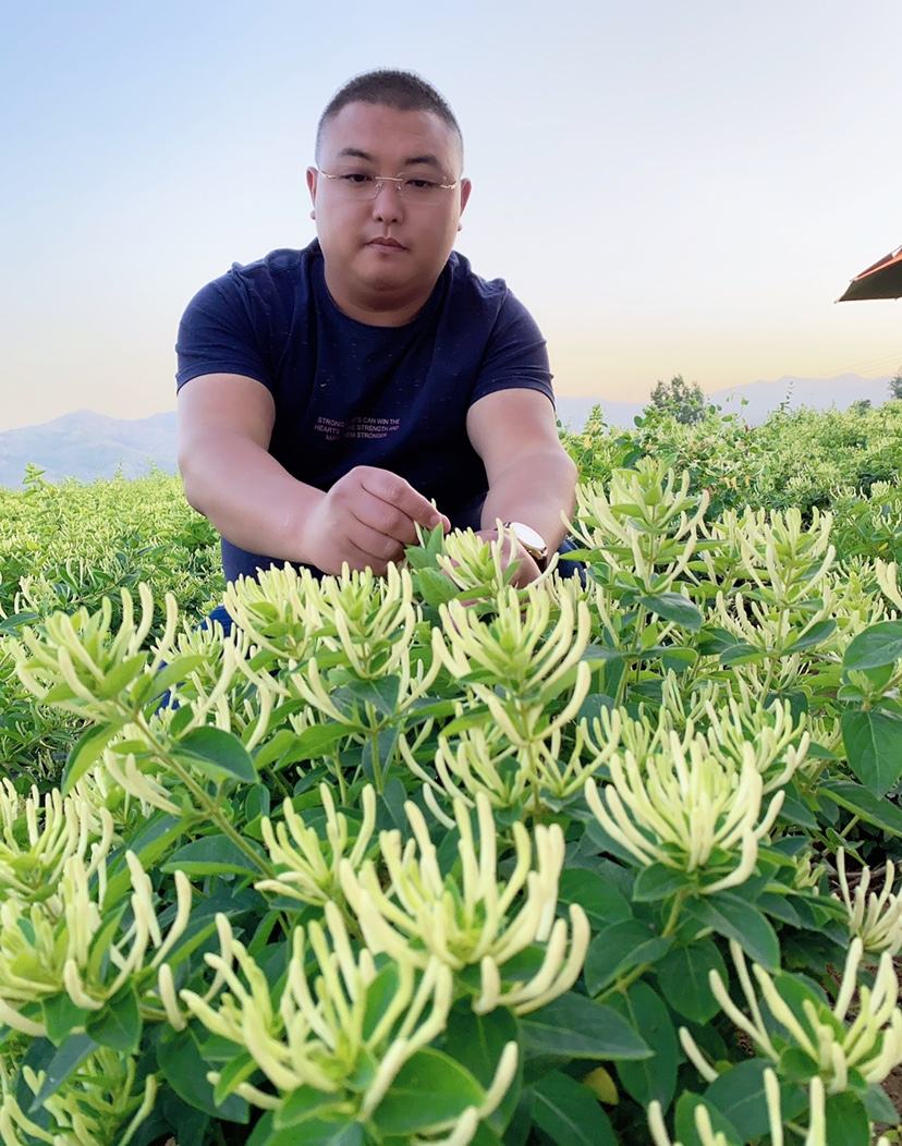 中国金银花原产地,中国金银花产地