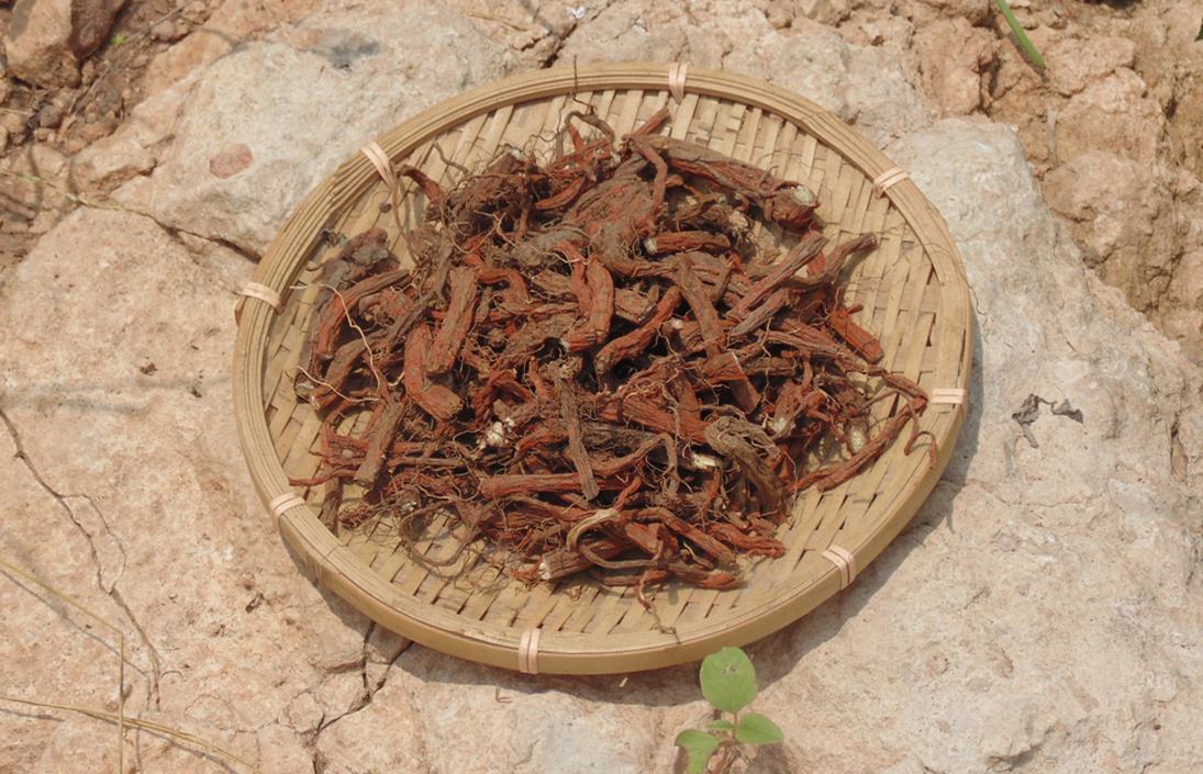 红丹参红丹参的功效与作用及禁忌症