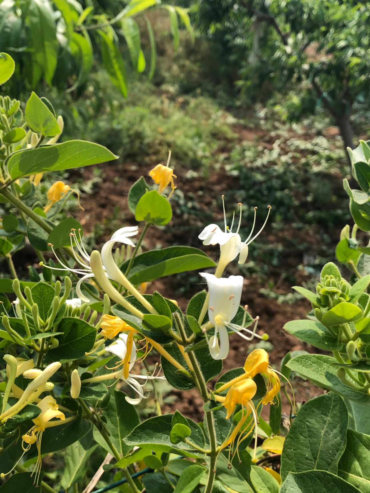 正宗金银花产地金银花产地最好是哪里